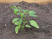 Aji Benito