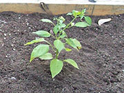Aji Benito