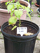 Aji Benito