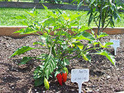 Aji Benito