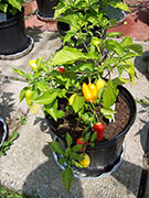 Aji Benito