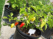 Aji Benito