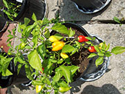 Aji Benito