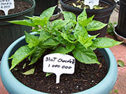 Bhut Jolokia Chocolate