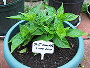 Bhut Jolokia Chocolate