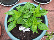 Bhut Jolokia Chocolate