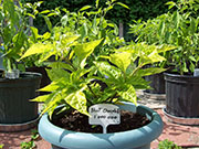 Bhut Jolokia Chocolate
