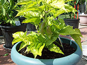Bhut Jolokia Chocolate