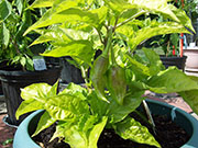 Bhut Jolokia Chocolate