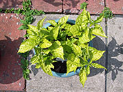 Bhut Jolokia Chocolate