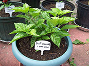 Bhut Jolokia Chocolate