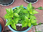 Bhut Jolokia Chocolate