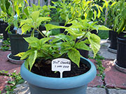 Bhut Jolokia Chocolate