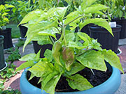Bhut Jolokia Chocolate