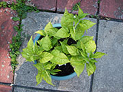 Bhut Jolokia Chocolate