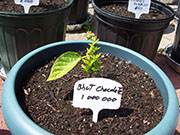 Bhut Jolokia Chocolate