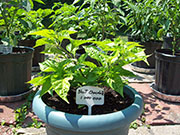 Bhut Jolokia Chocolate