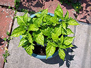 Bhut Jolokia Chocolate