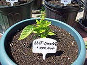 Bhut Jolokia Chocolate