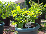Bhut Jolokia Chocolate