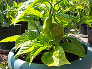 Bhut Jolokia Chocolate