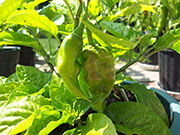 Bhut Jolokia Chocolate