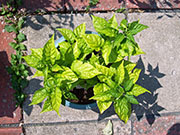 Bhut Jolokia Chocolate