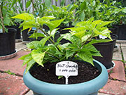 Bhut Jolokia Chocolate