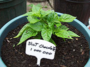 Bhut Jolokia Chocolate