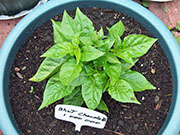 Bhut Jolokia Chocolate