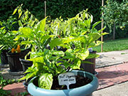 Bhut Jolokia Chocolate
