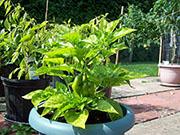 Bhut Jolokia Chocolate