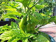 Bhut Jolokia Chocolate