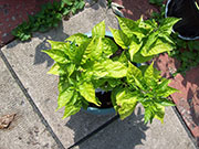 Bhut Jolokia Chocolate