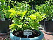 Bhut Jolokia Chocolate