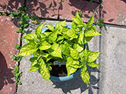 Bhut Jolokia Chocolate