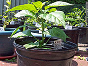 Bhut Jolokia