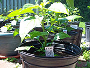 Bhut Jolokia