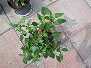 Cheyenne Orange
