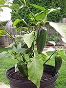 Jalapeño Craig's Grande