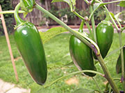 Jalapeño Craig's Grande