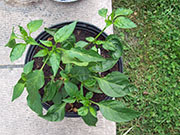 Jalapeño Craig's Grande