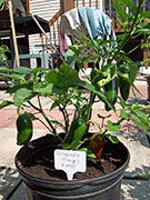 Jalapeño Craig's Grande