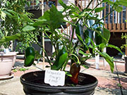 Jalapeño Craig's Grande