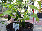 Jalapeño Craig's Grande