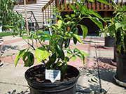 Jalapeño Craig's Grande