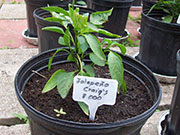 Jalapeño Craig's Grande