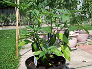 Jalapeño Craig's Grande