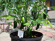 Jalapeño Craig's Grande