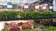 Plants 2013
